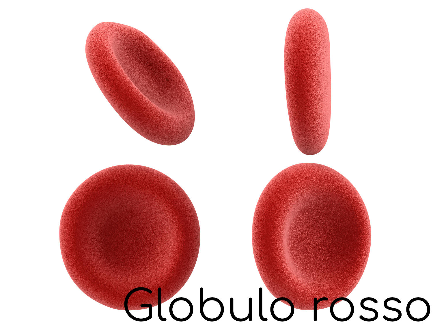 Forma di un globulo rosso
