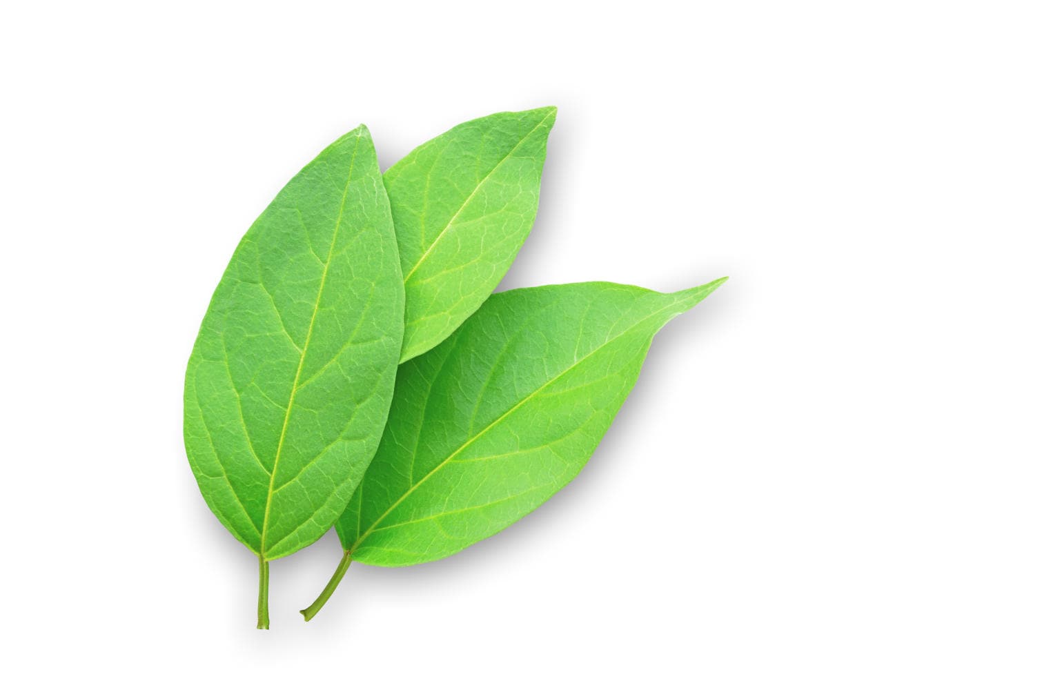 Foglie di Gymnema sylvestre