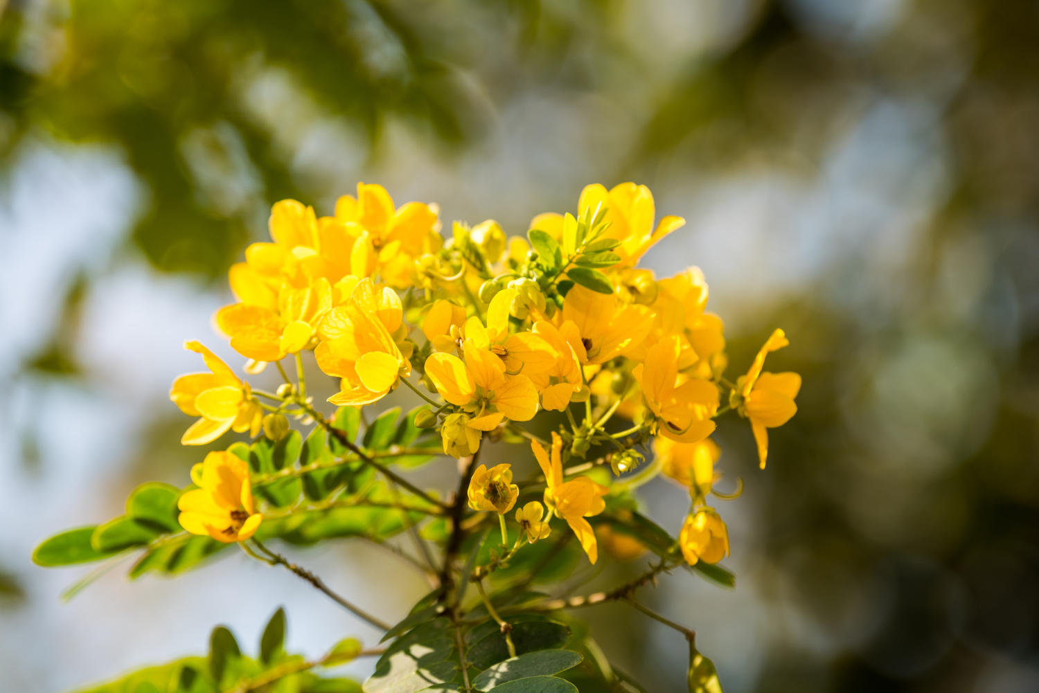 Fiori di senna (Cassia surattensis)