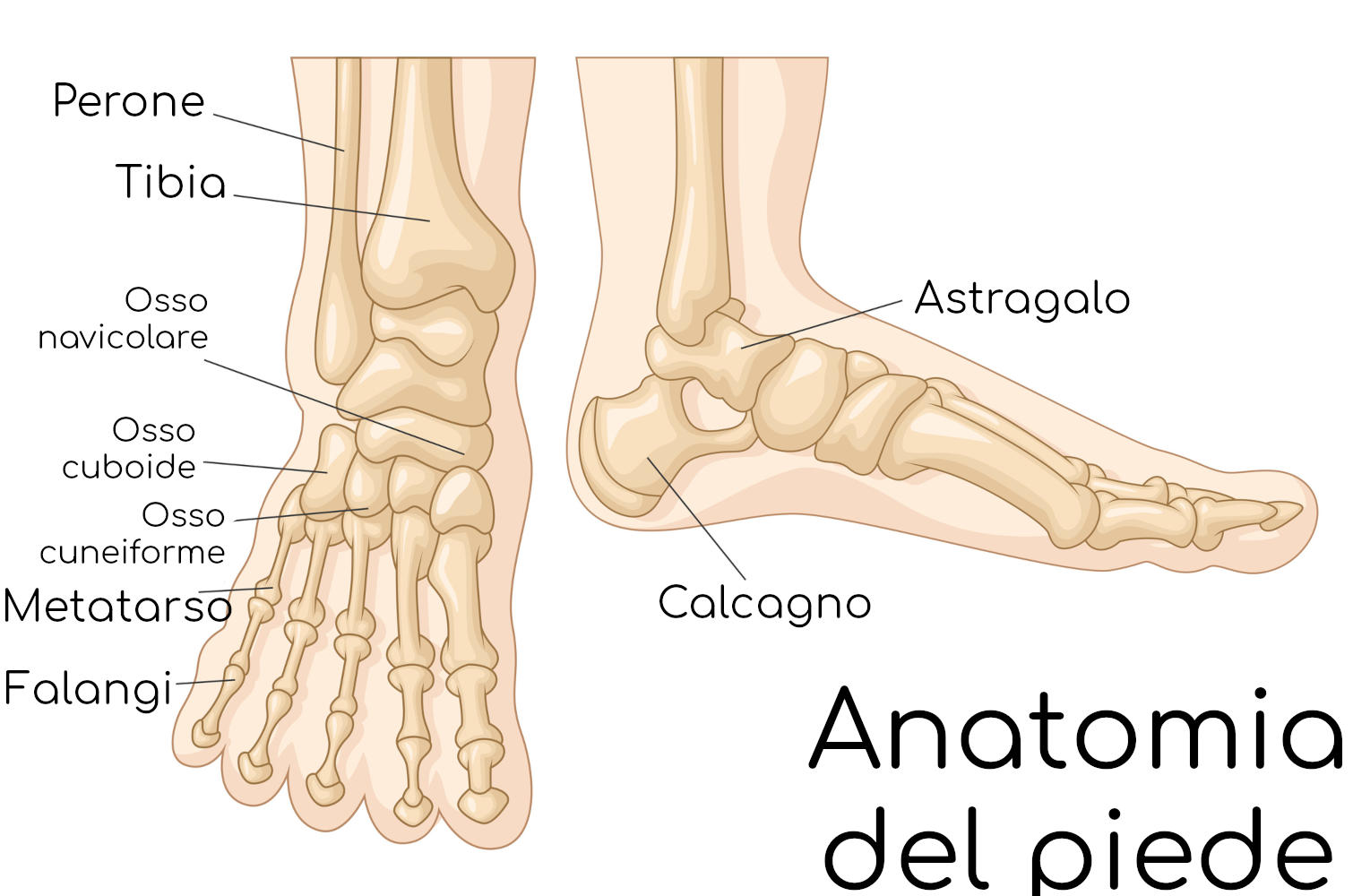 Anatomia semplificata delle ossa del piede