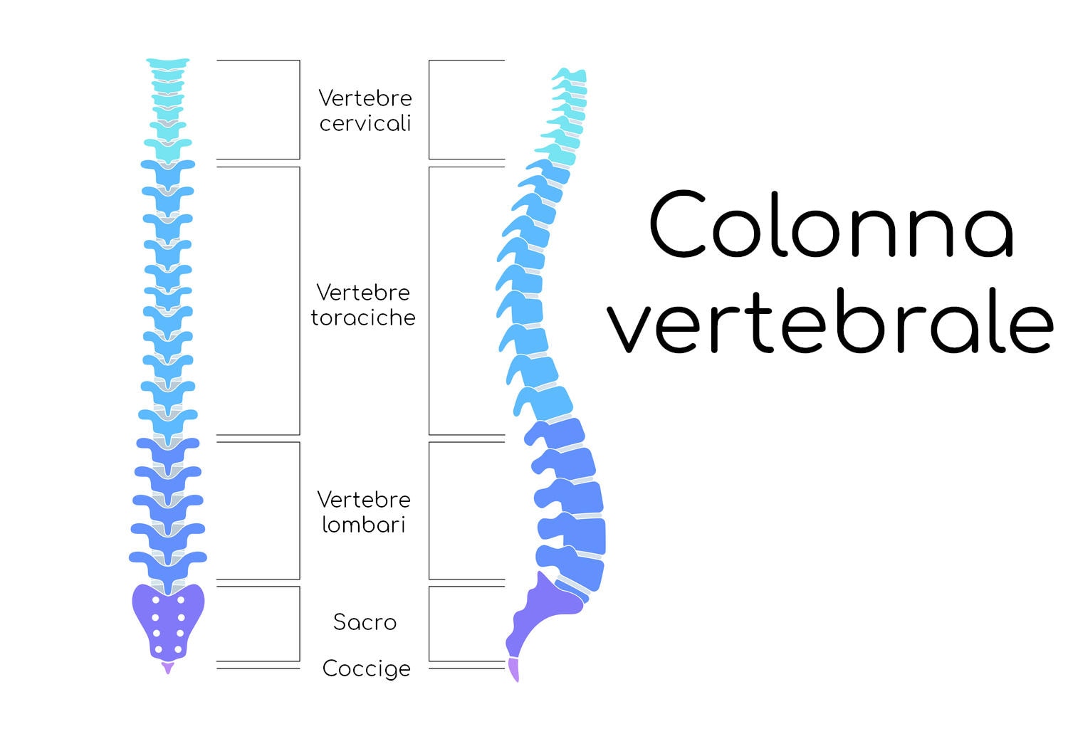 Anatomia della colonna vertebrale