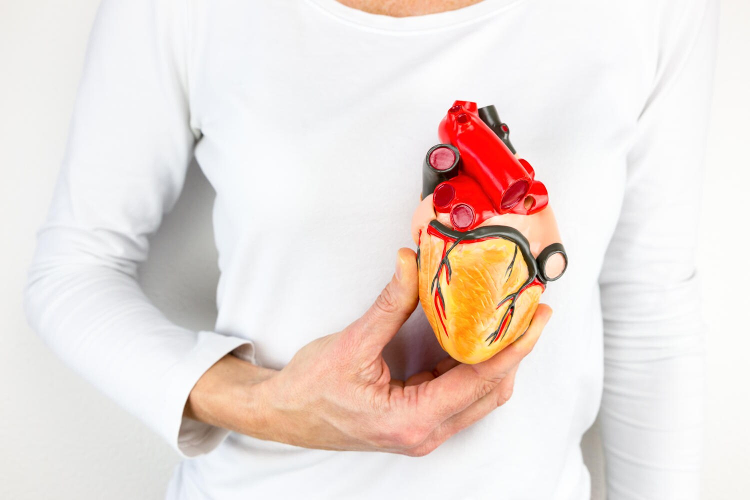 Uomo che tiene un modello cardiaco appoggiato sul petto