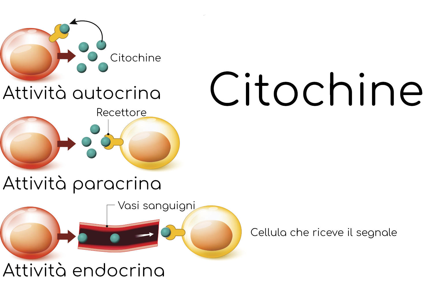 Citochine