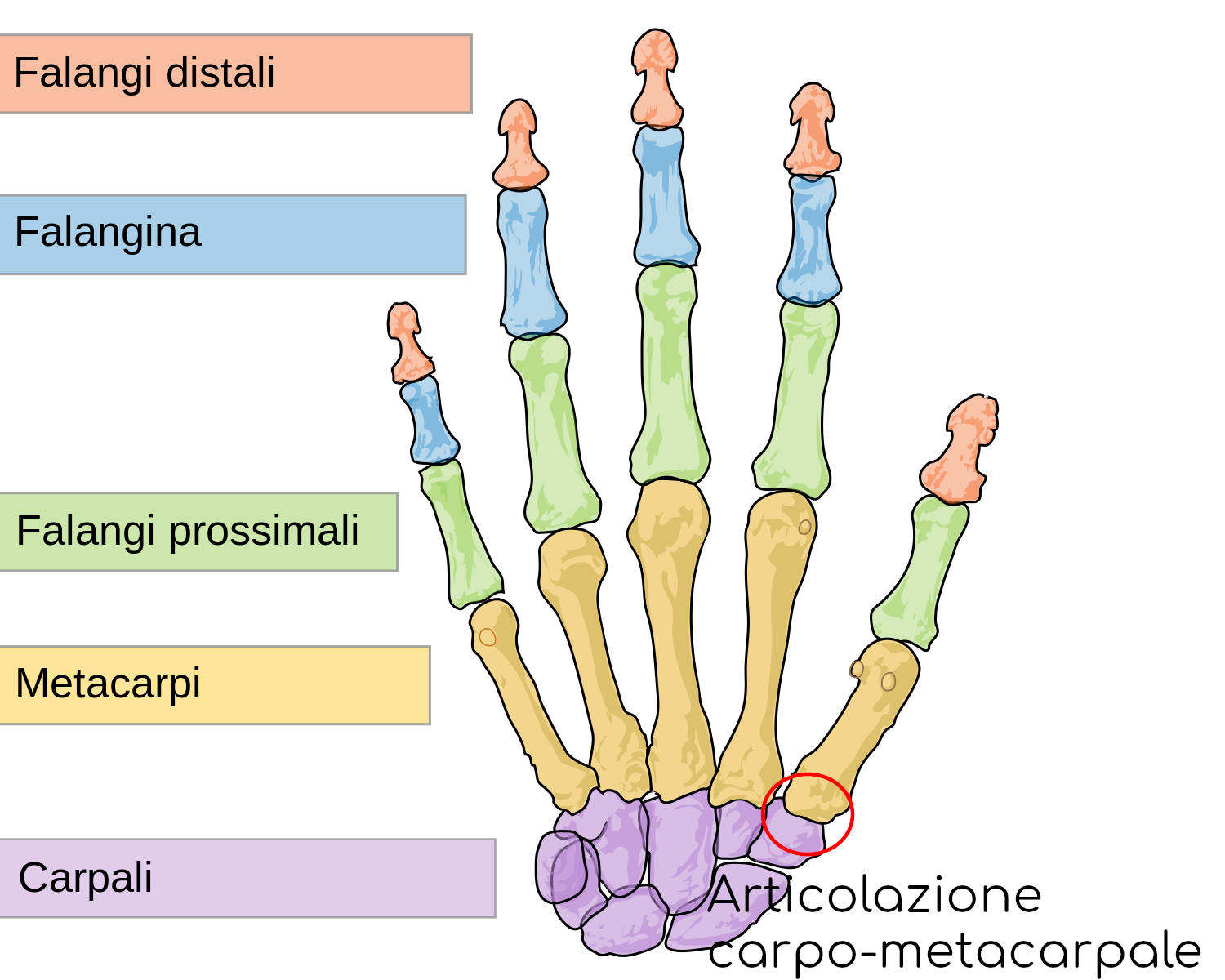 Articolazione della mano