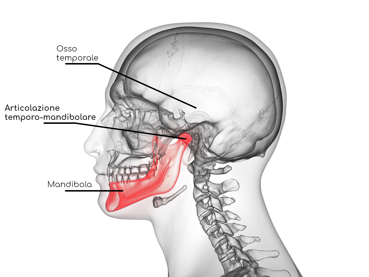 Articolazione temporo-mandibolare