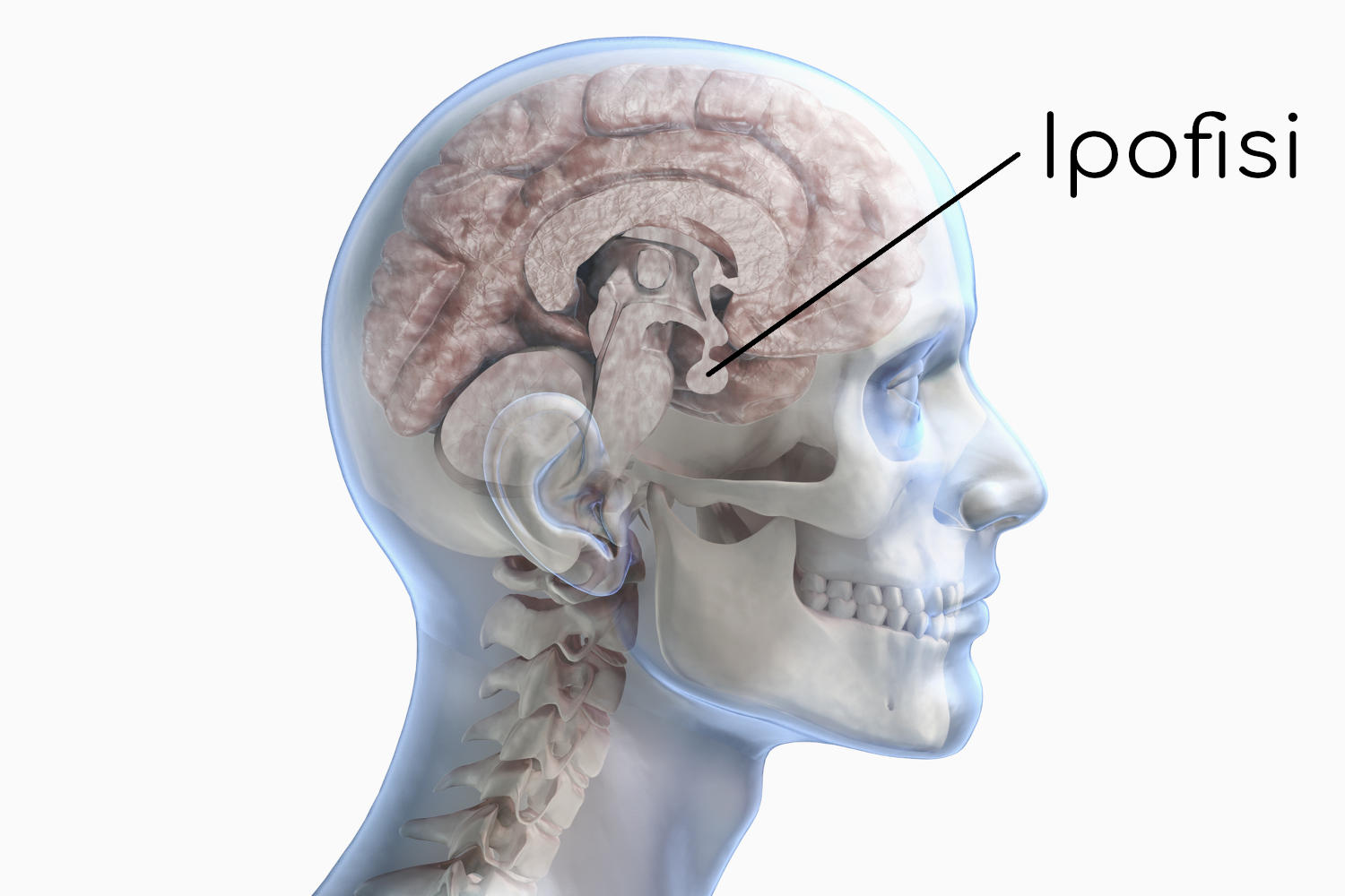 Ipofisi
