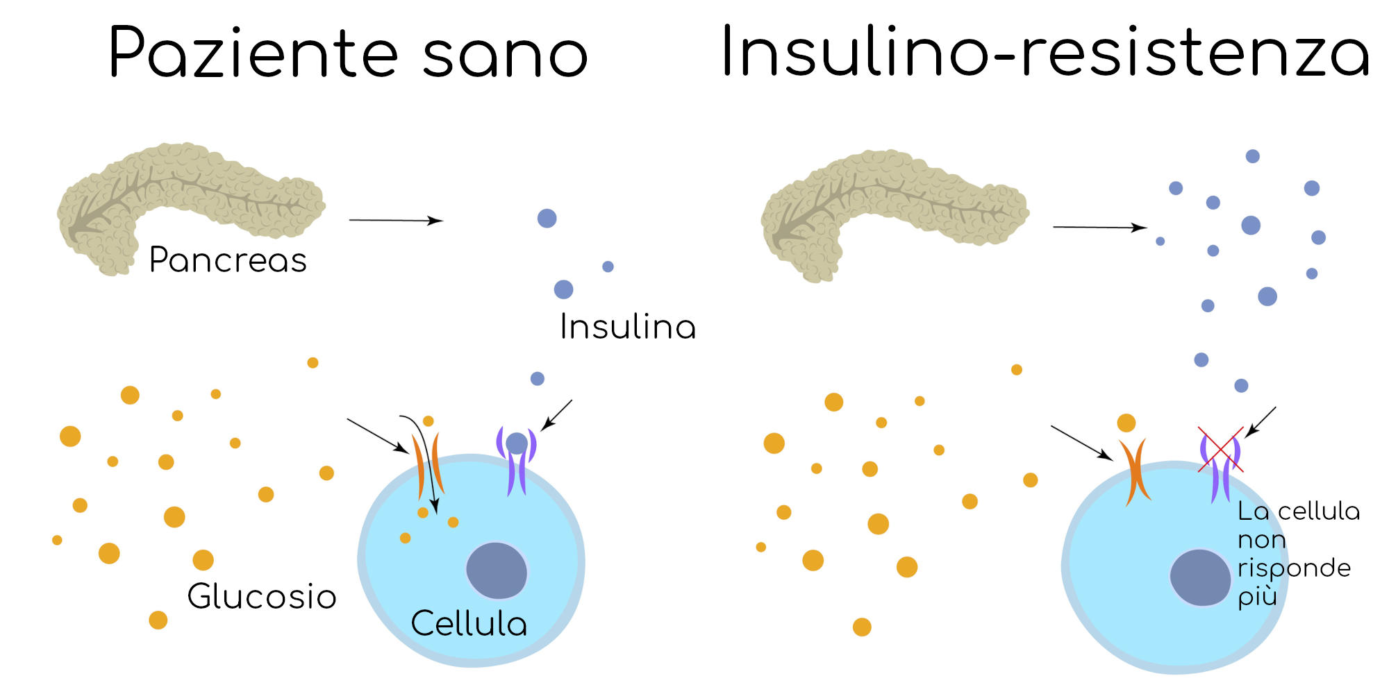Insulino-resistenza