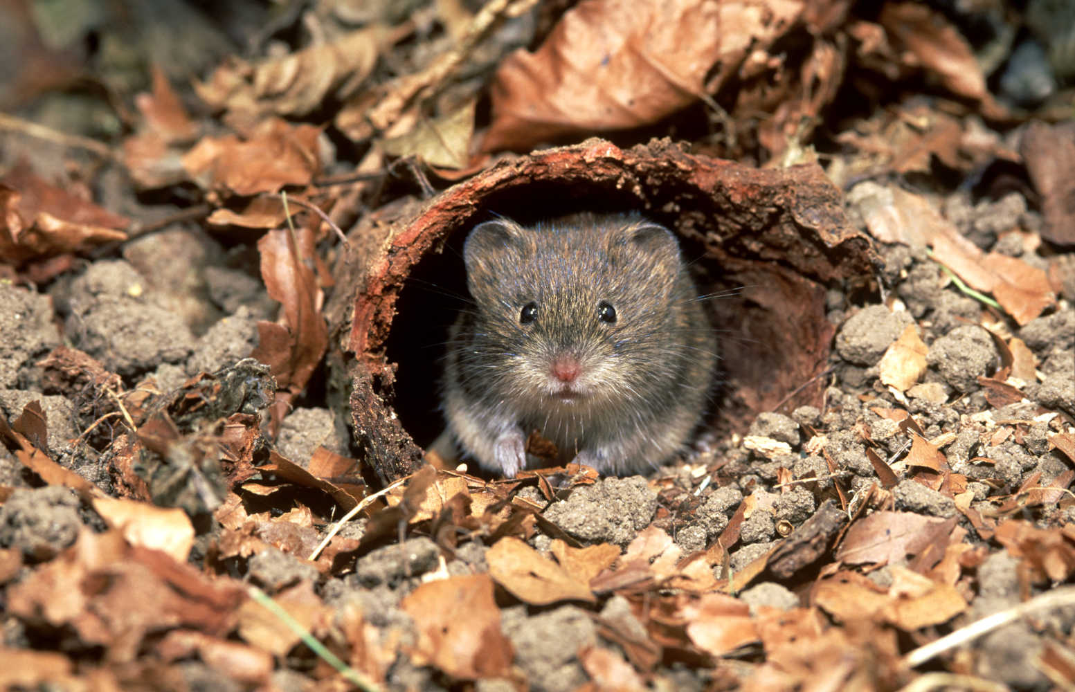 Myodes glareolus