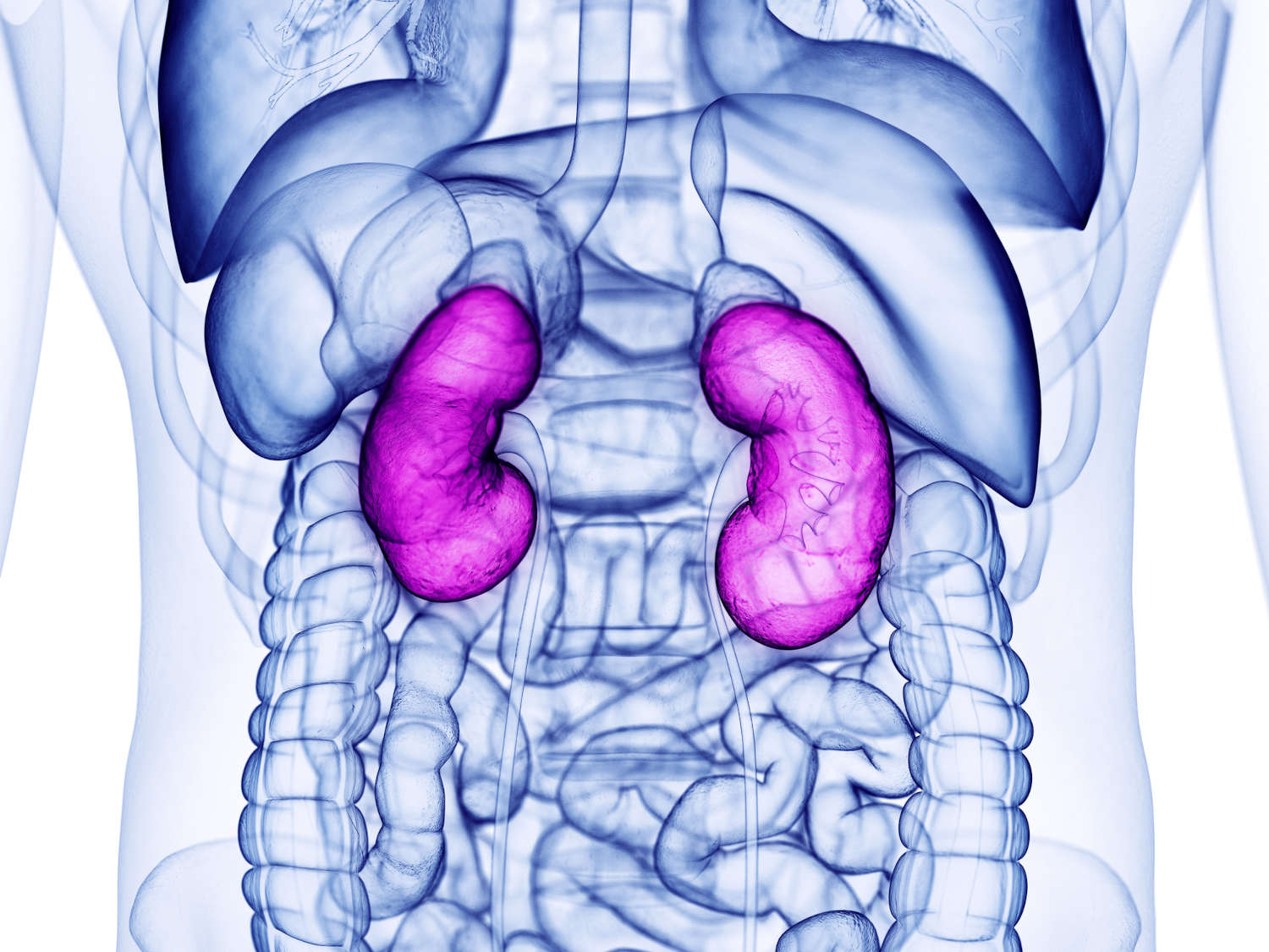 Rappresentazione grafica dei reni e della loro posizione anatomica