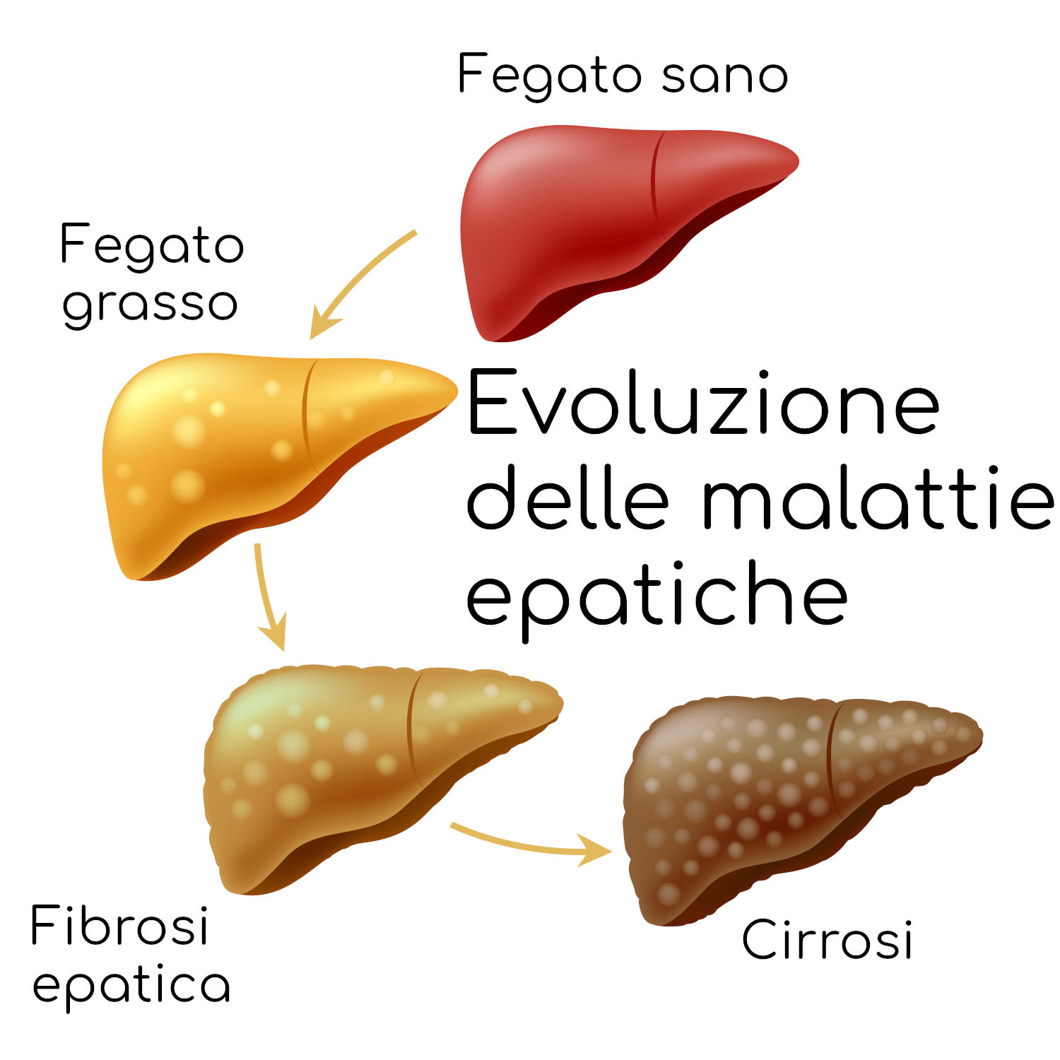 Fibrosi epatica ed evoluzione del danno