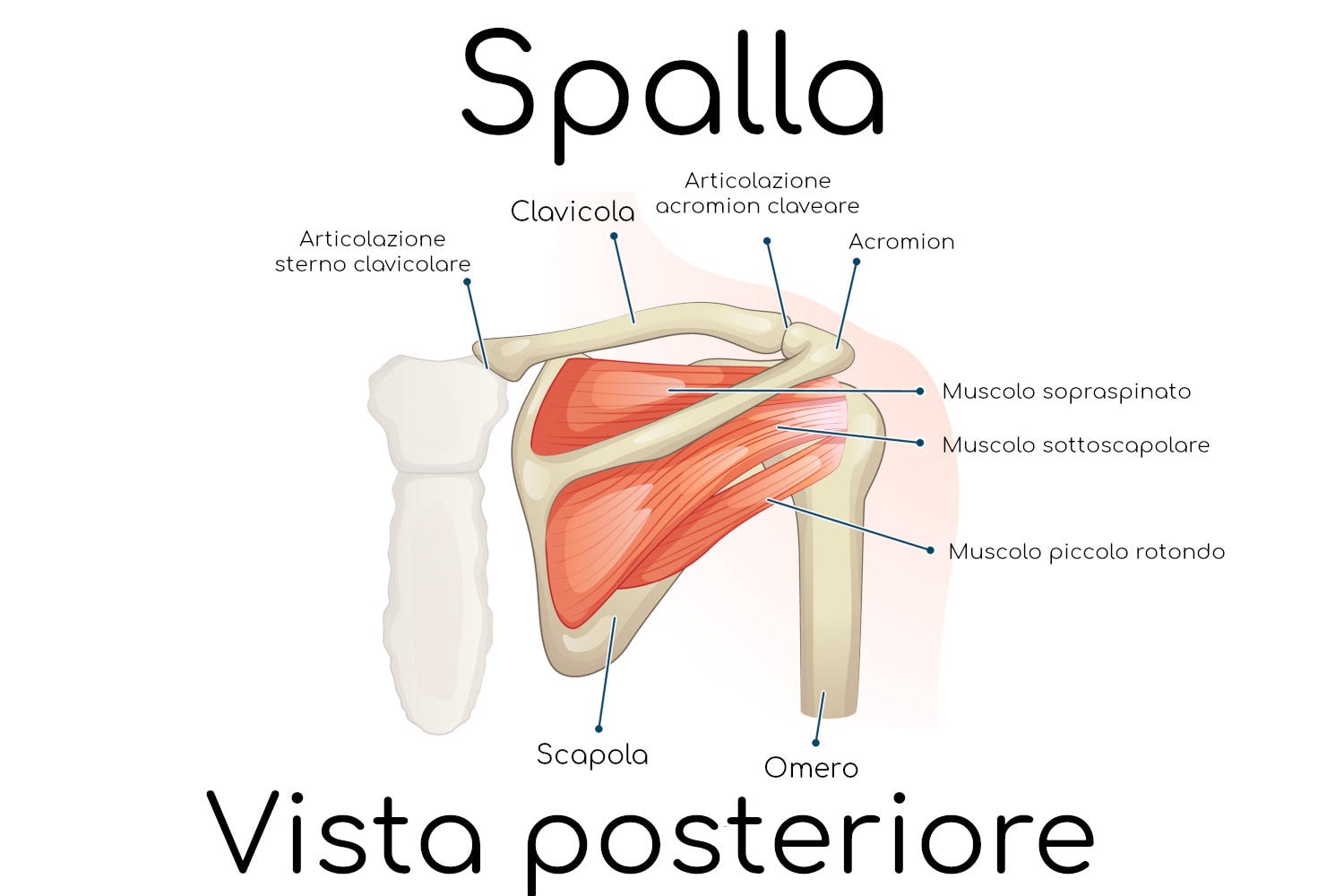 Anatomia della spalla