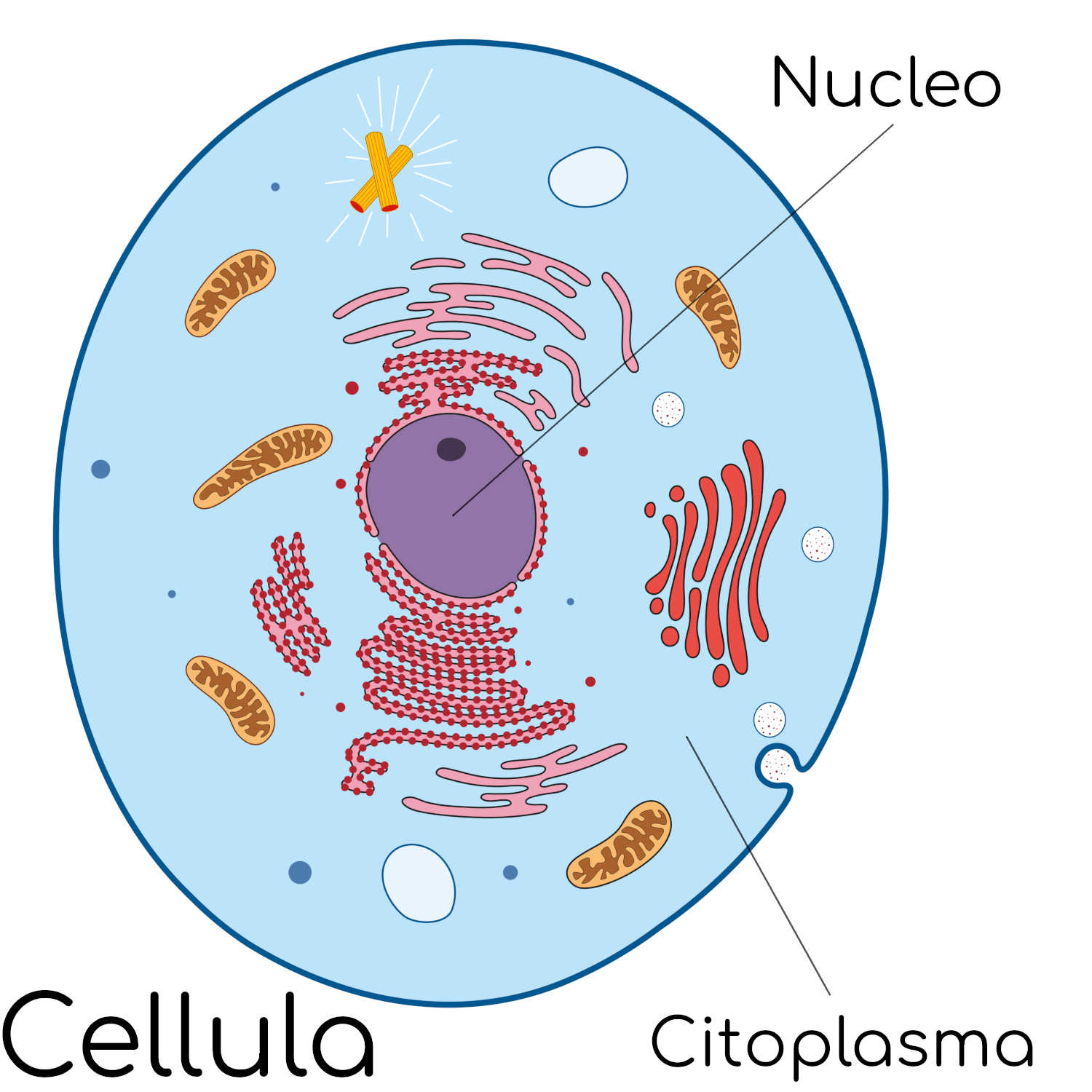 Cellula