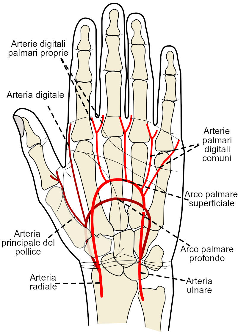 Circolazione arteriosa nella mano