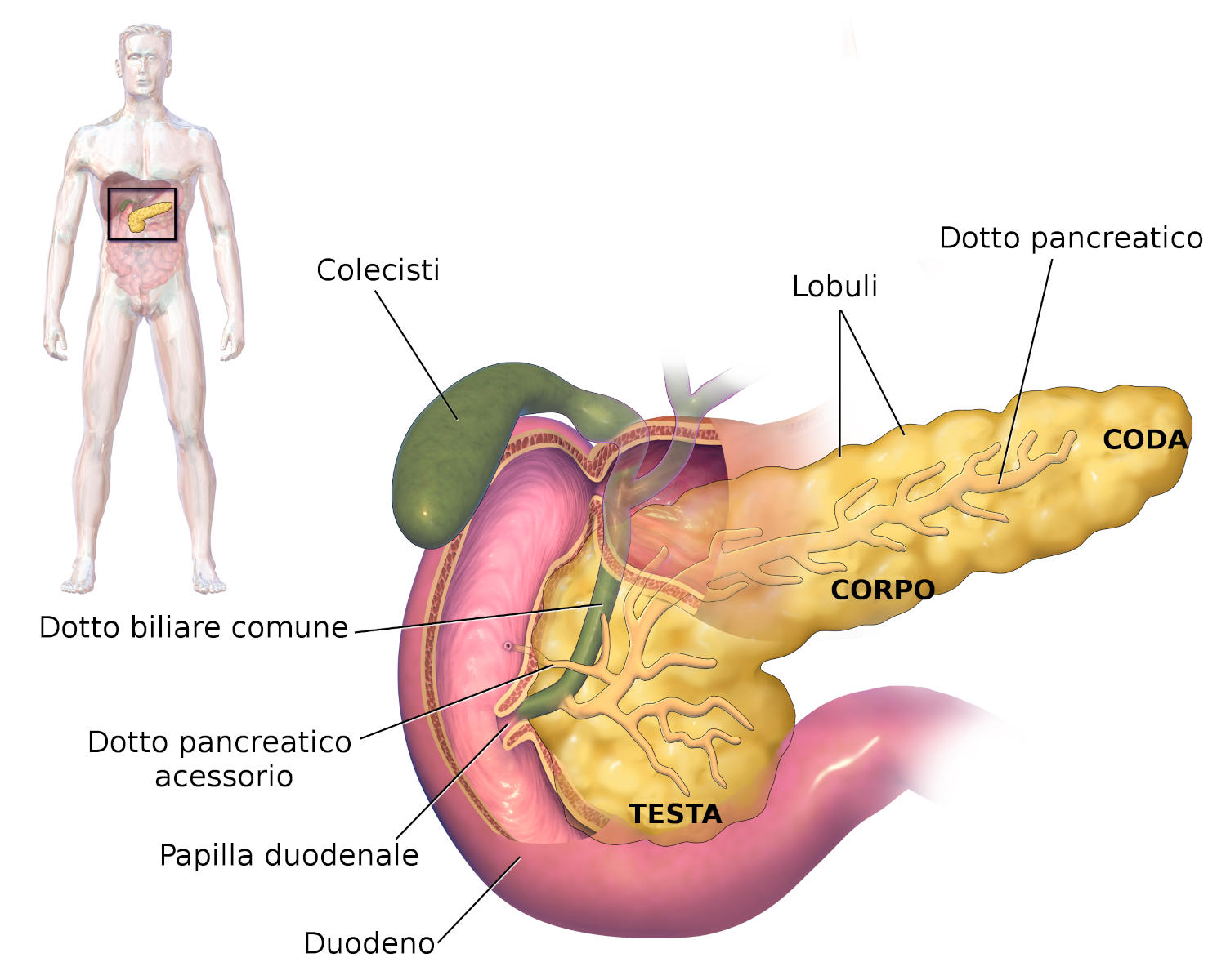 Anatomia del pancreas