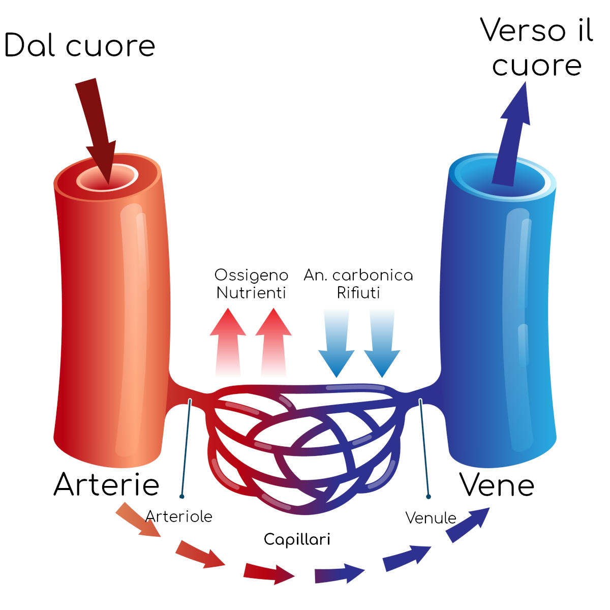Arterie, vene e capillari