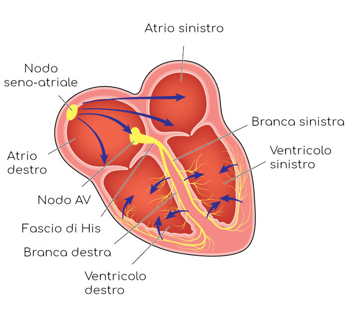 Battito cardiaco
