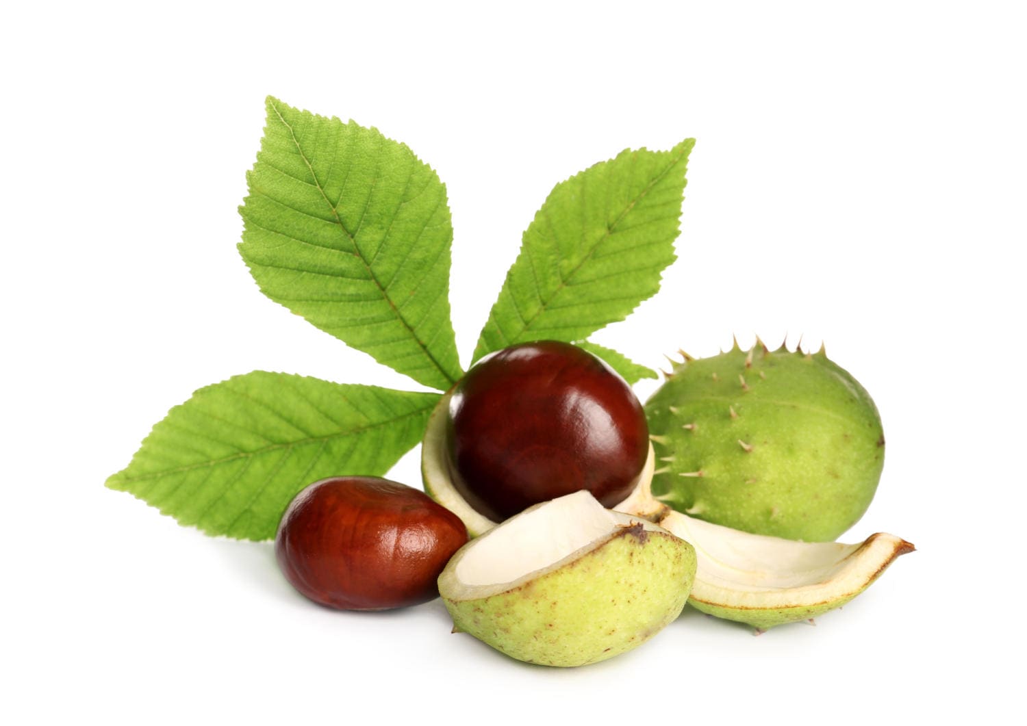 Castagna matta, semi dell'ippocastano