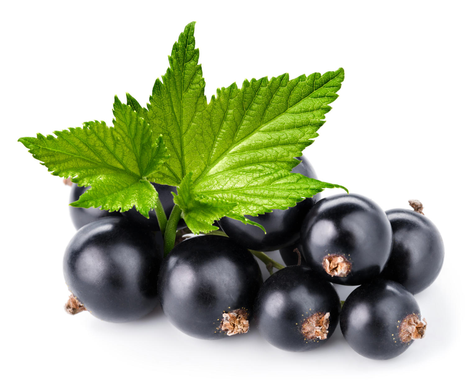 Ribes nigrum