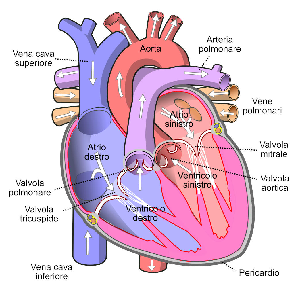 Anatomia del cuore