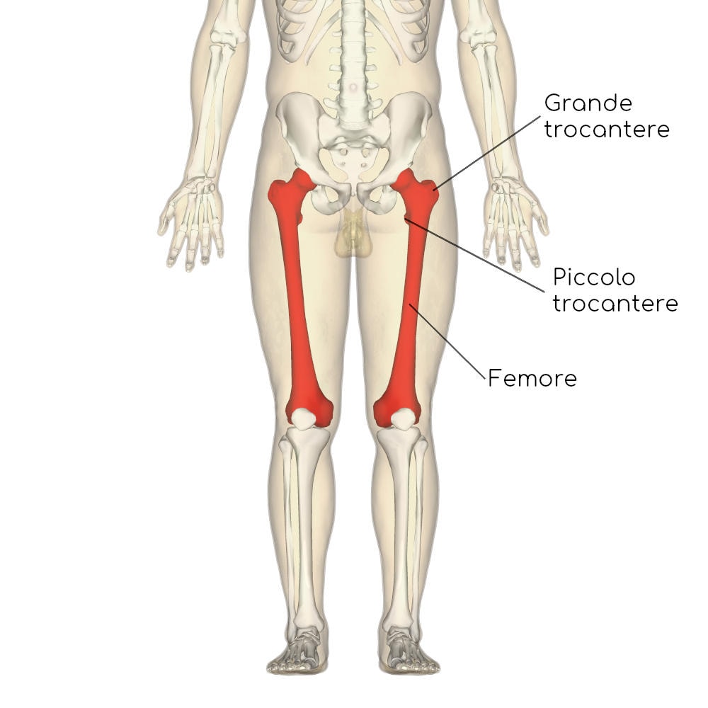Anatomia del femore (piccolo e grande trocantere)