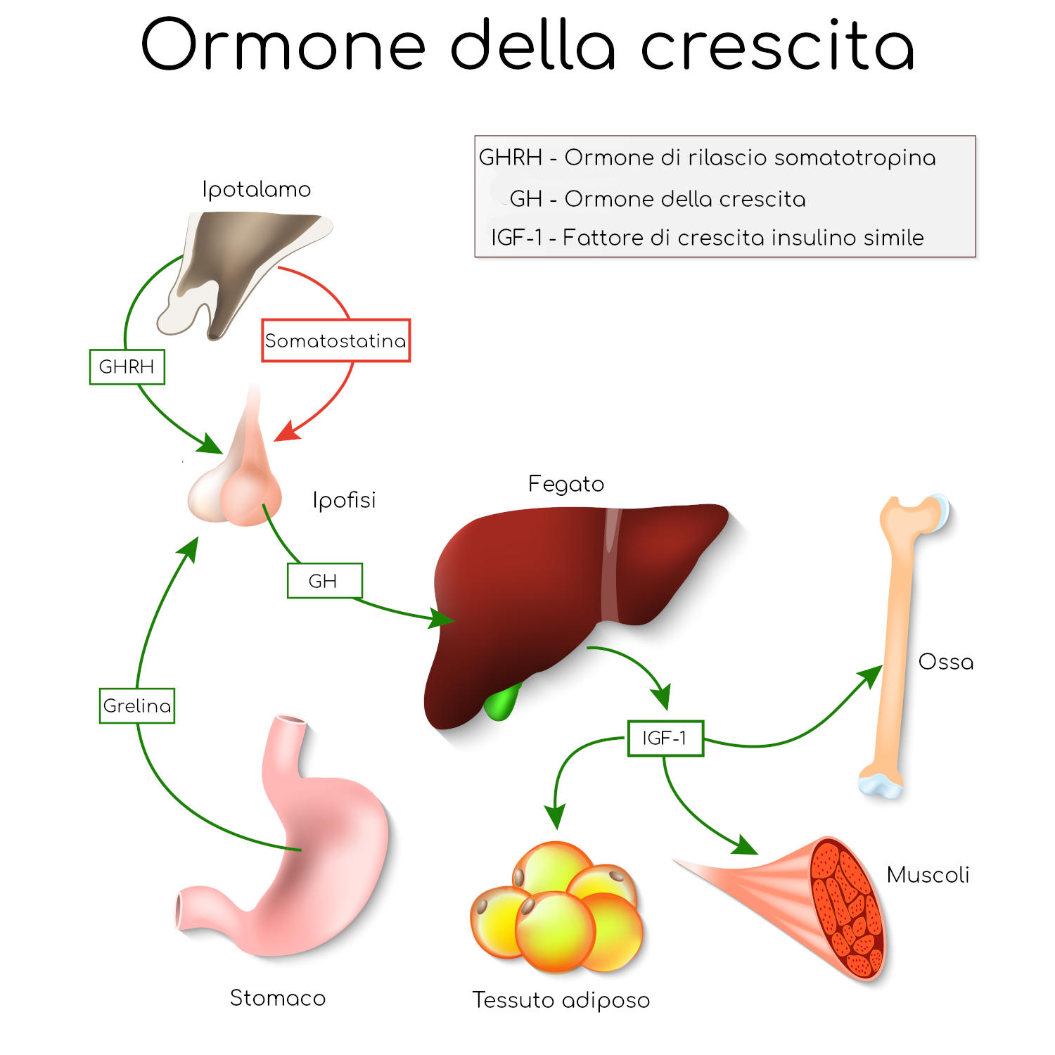 Ormone della crescita (GH)