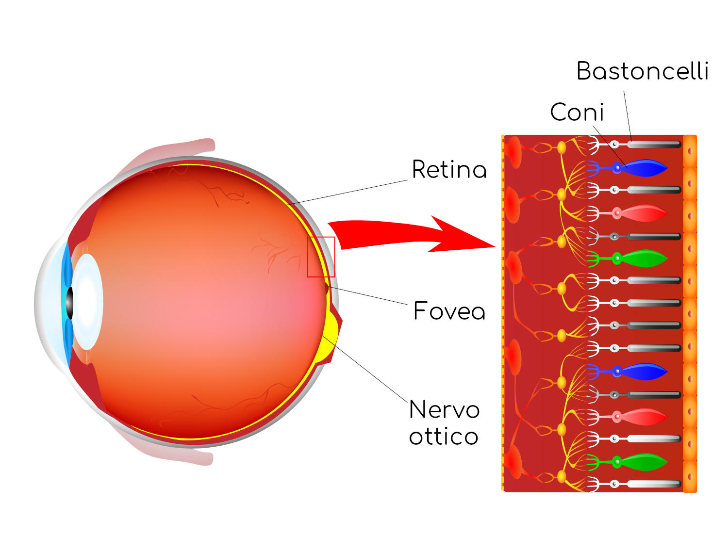 Retina