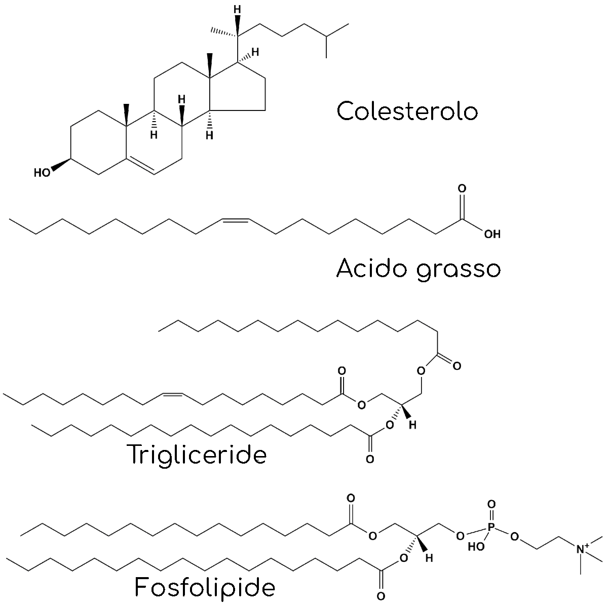 Lipidi