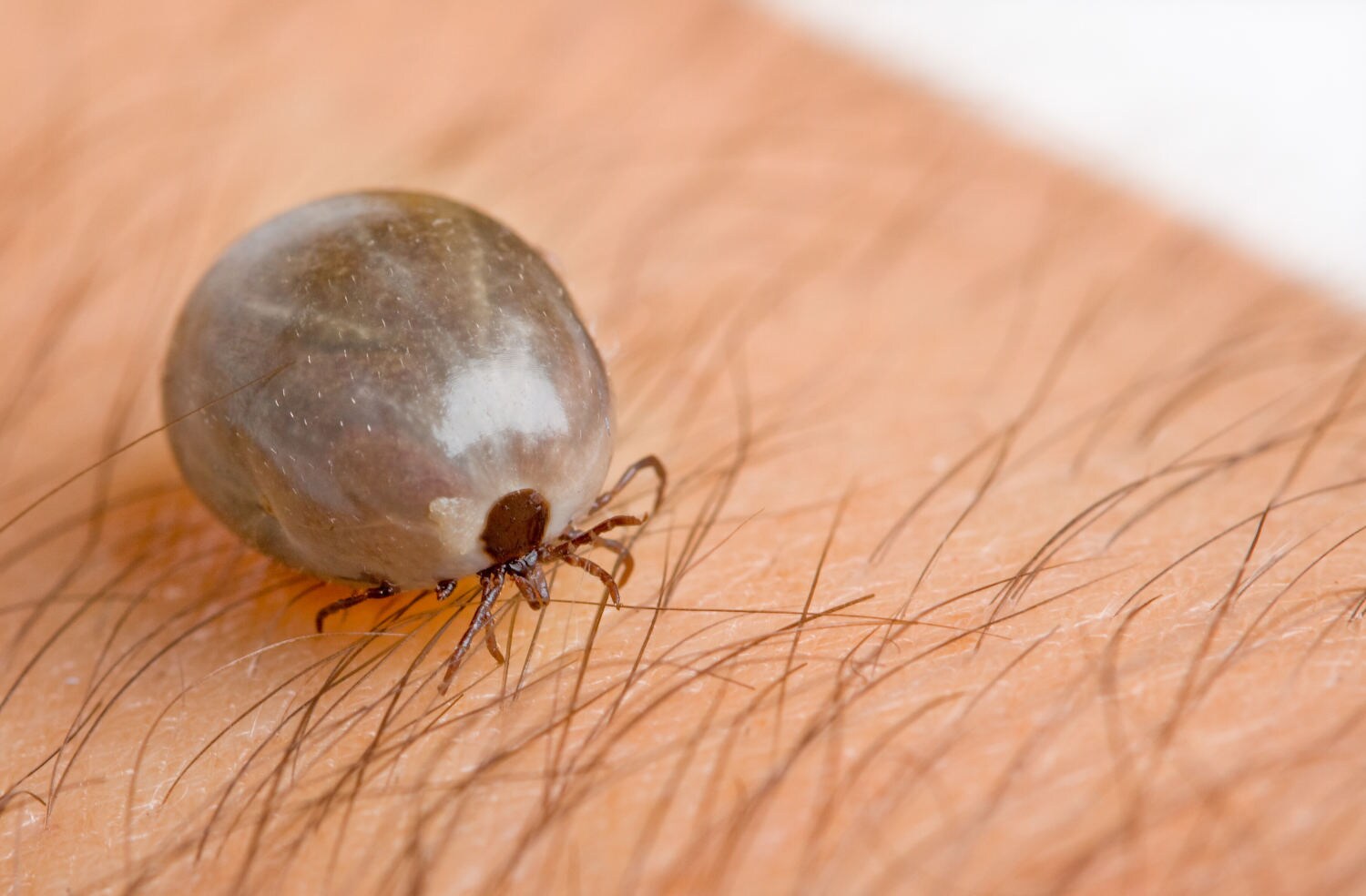 Rhipicephalus sanguineus o zecca del cane