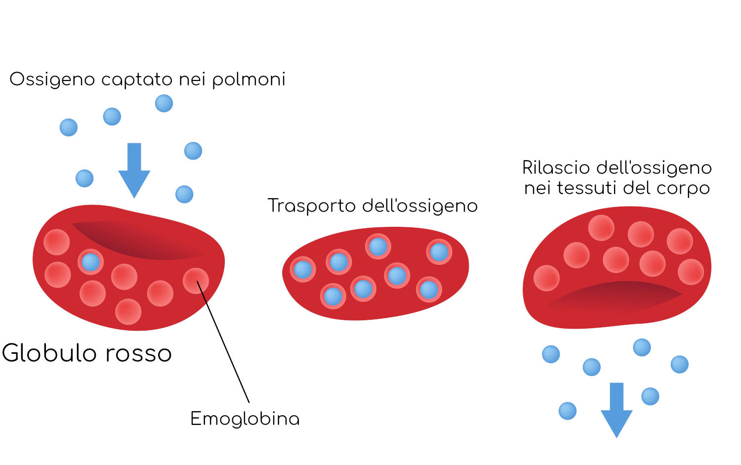 Emoglobina nei globuli rossi
