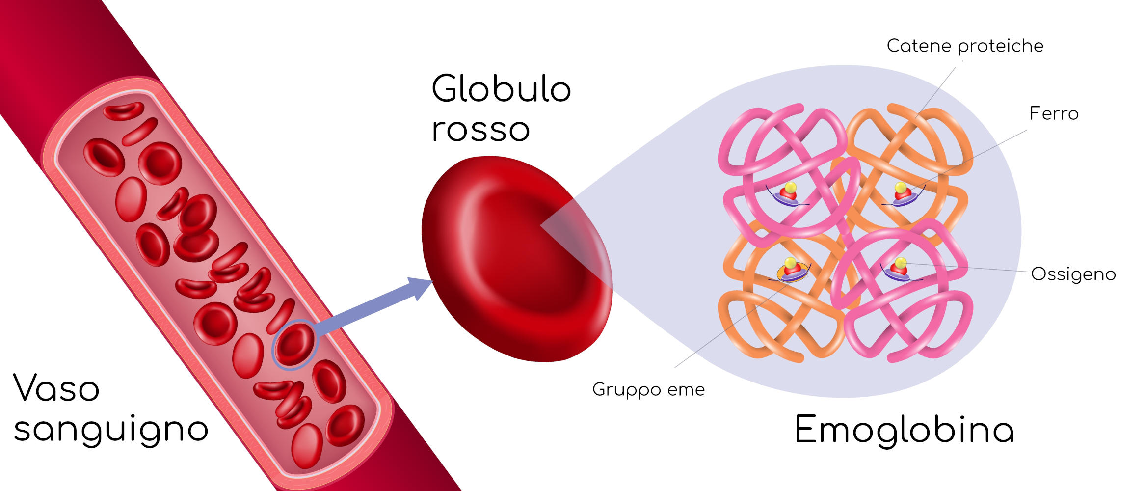 Emoglobina e globuli rossi