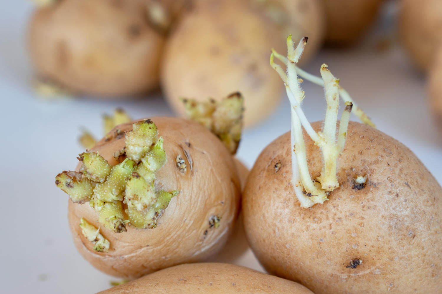 Patate germogliate e solanina