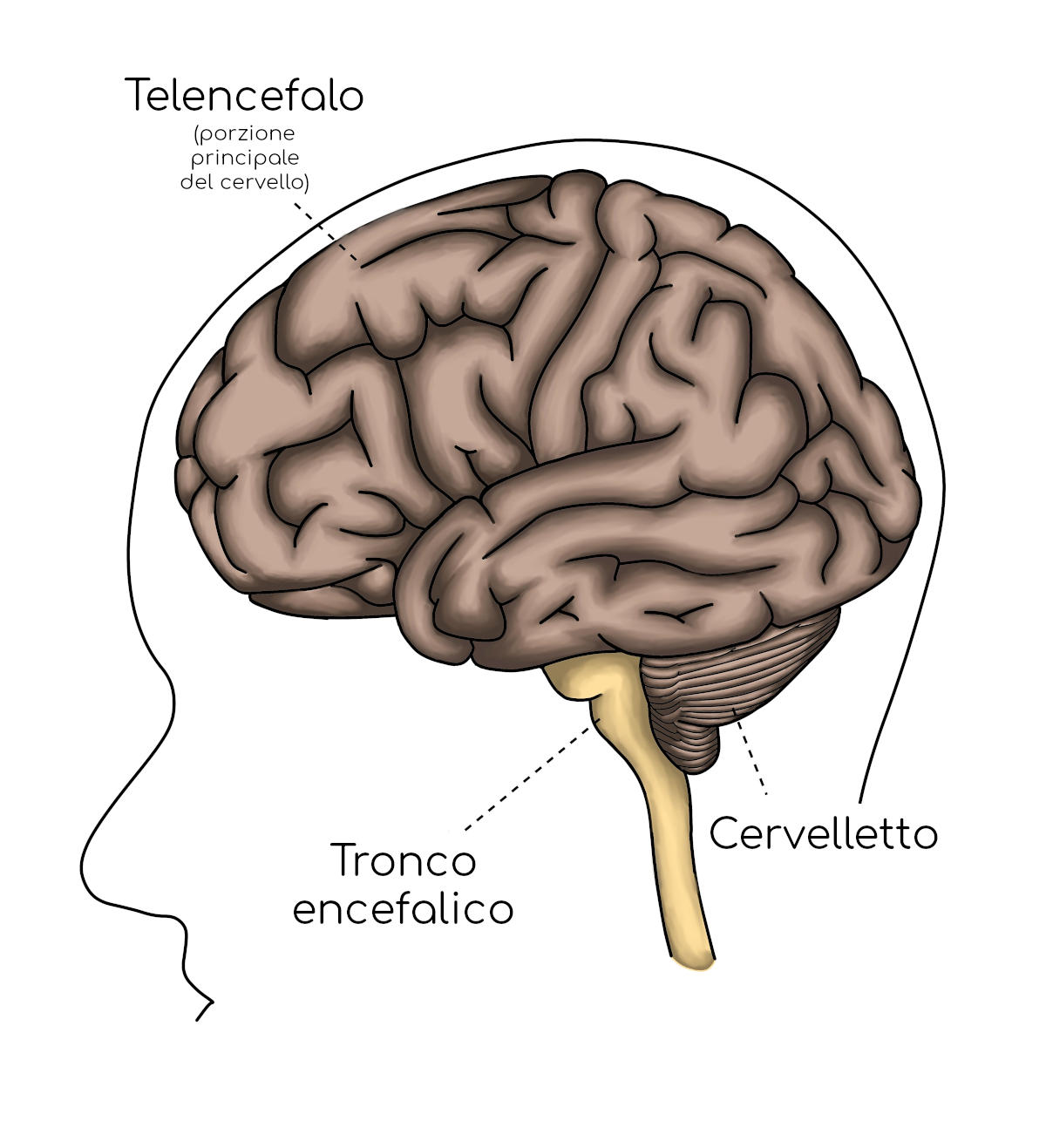 Anatomia di cervello e cervelletto