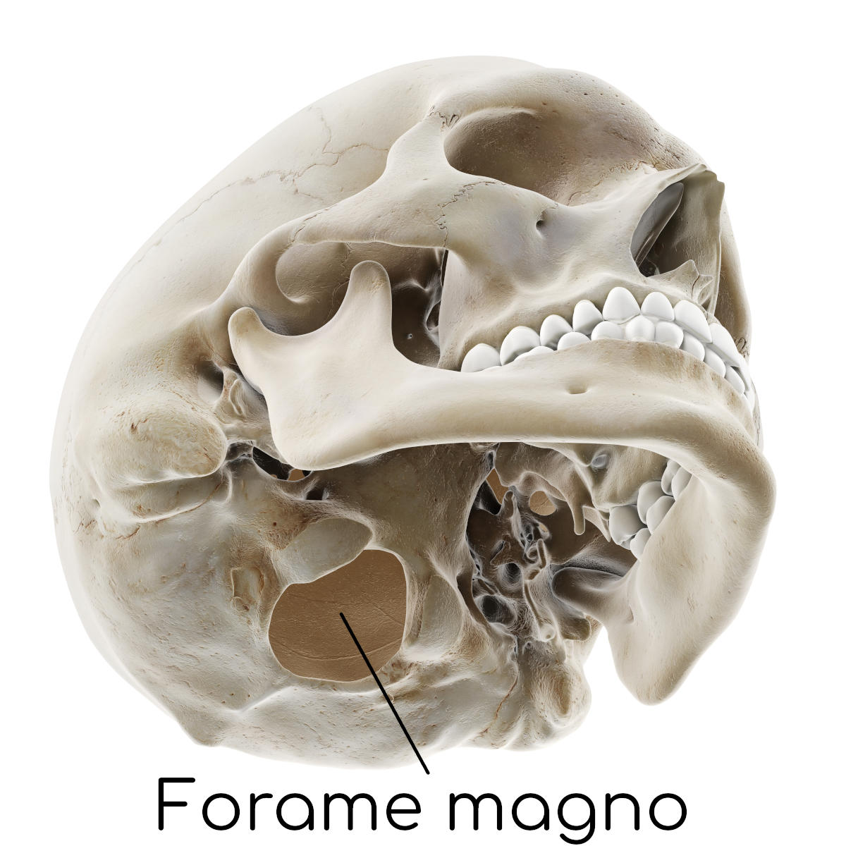Forame magno