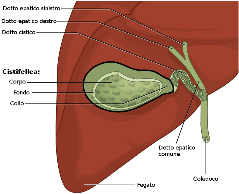 Anatomia di cistifellea e fegato