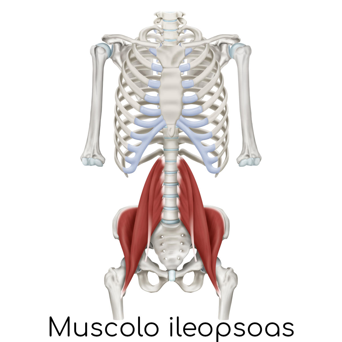 Muscolo ileopsoas
