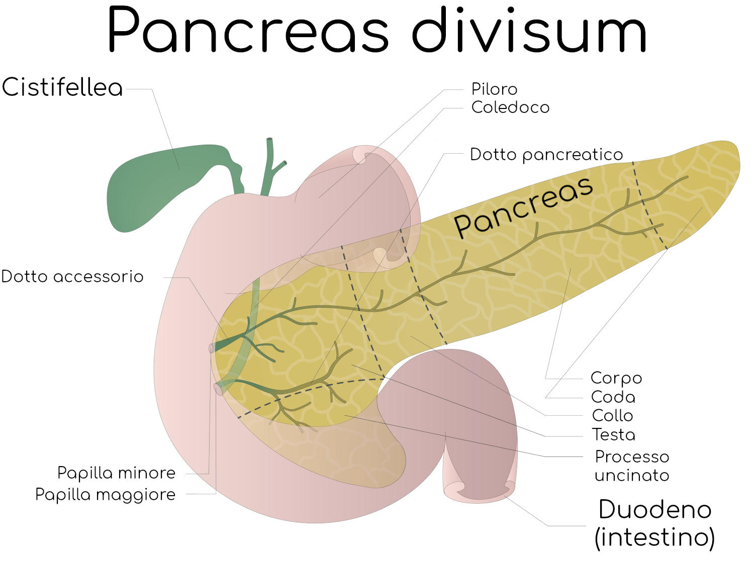 Pancreas divisum