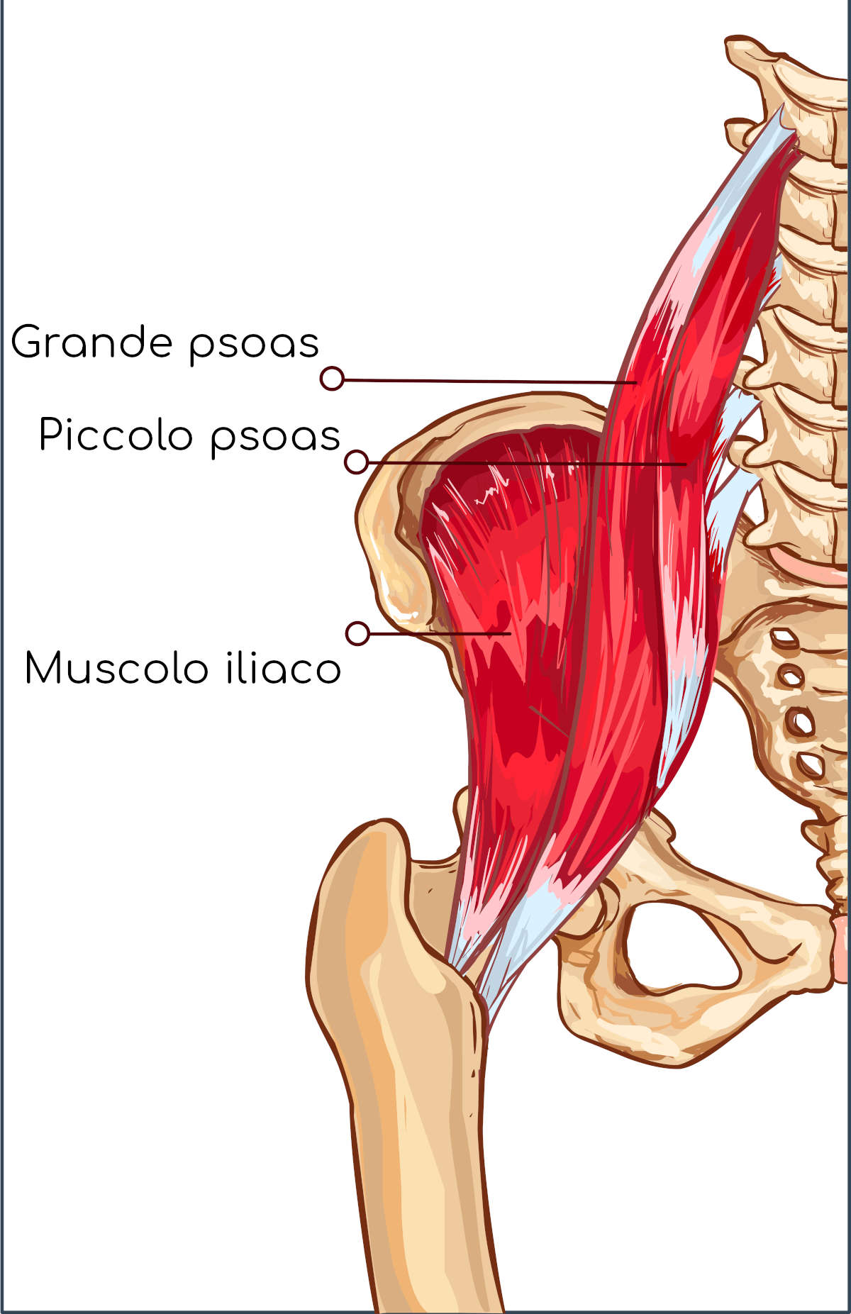 Muscolo grande e iliaco