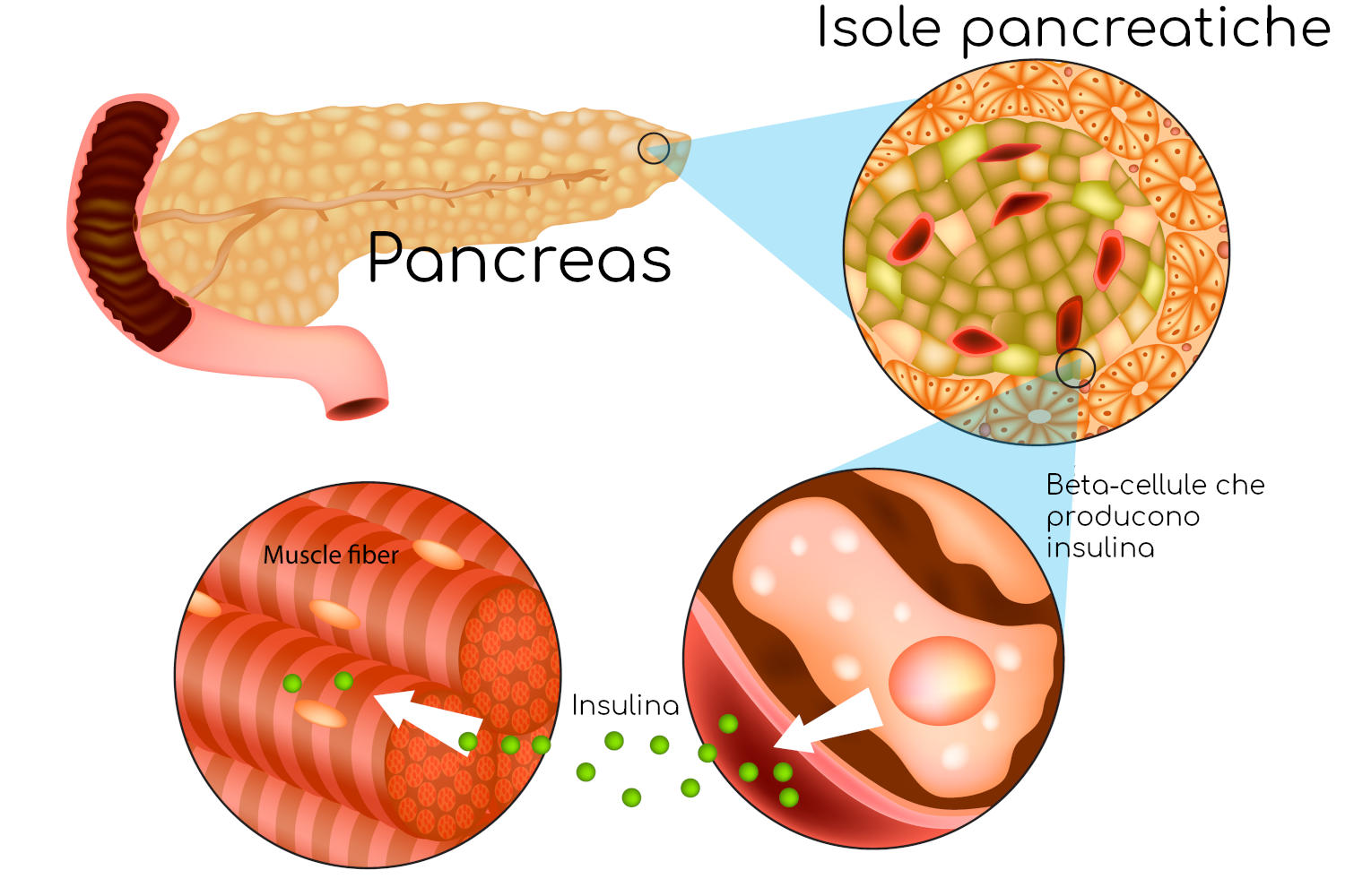 Pancreas e produzione di insulina