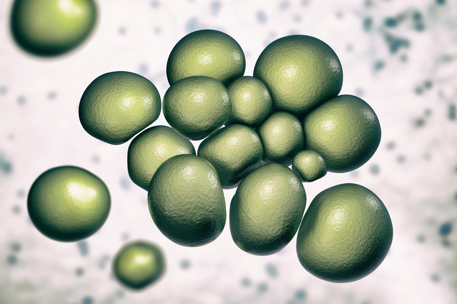 Ureaplasma