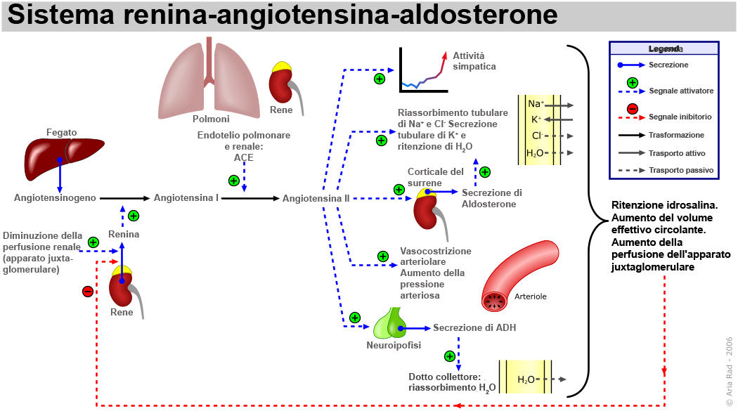 Sistema renina-angiotensina-aldosterone