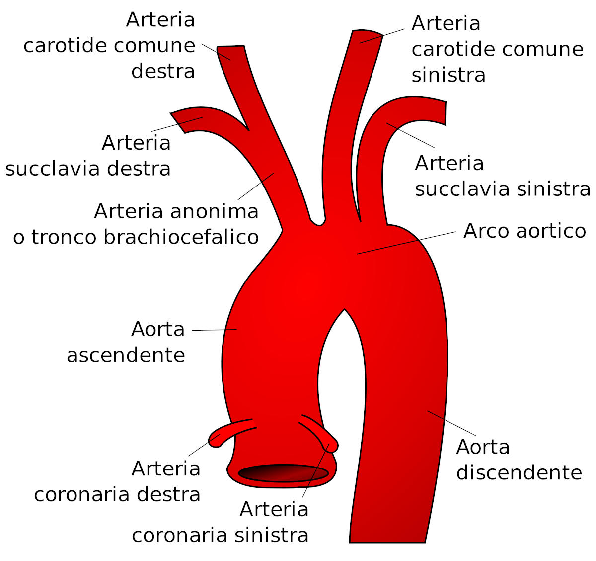Arco aortico e origine delle arterie succlavie