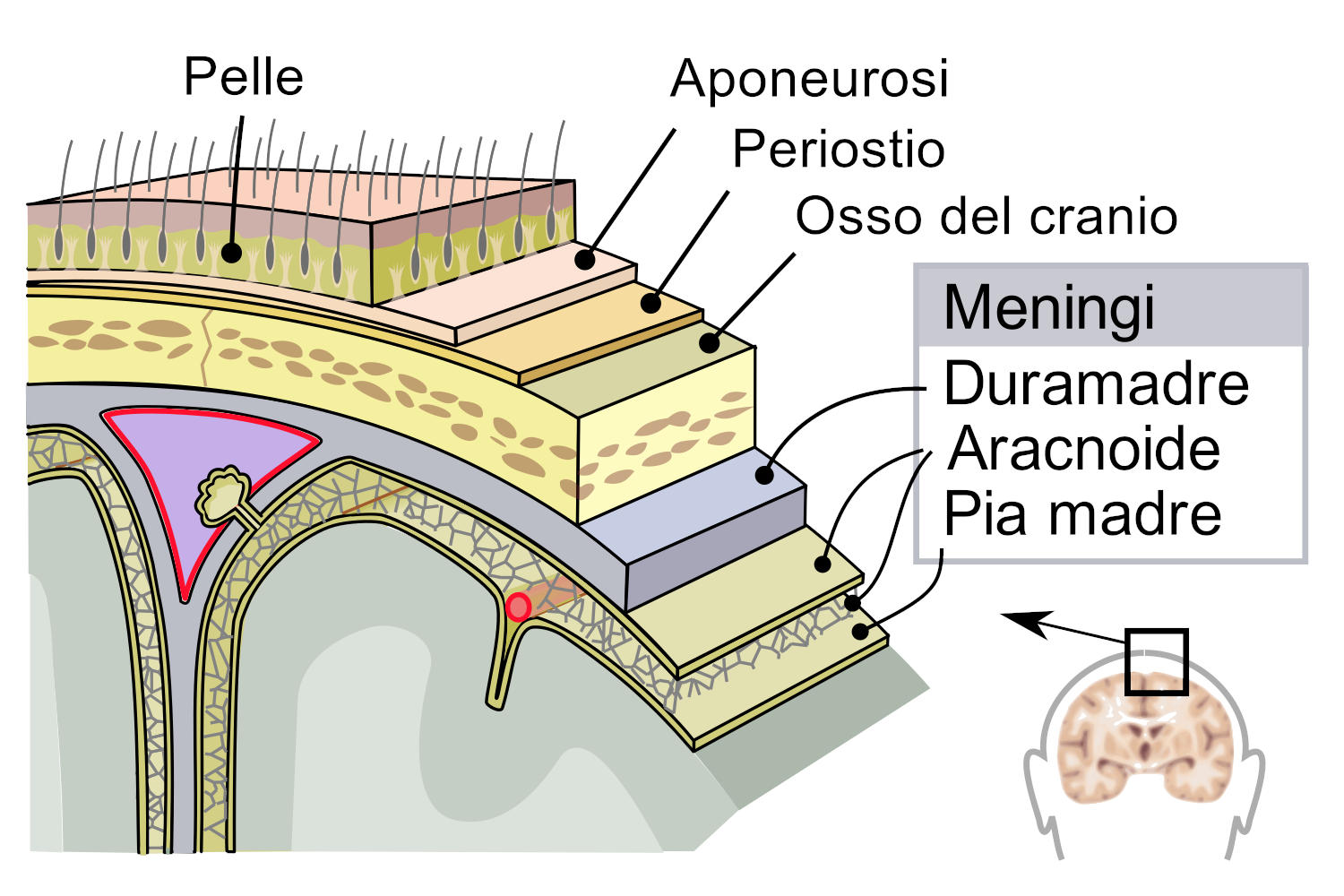 Anatomia delle meningi