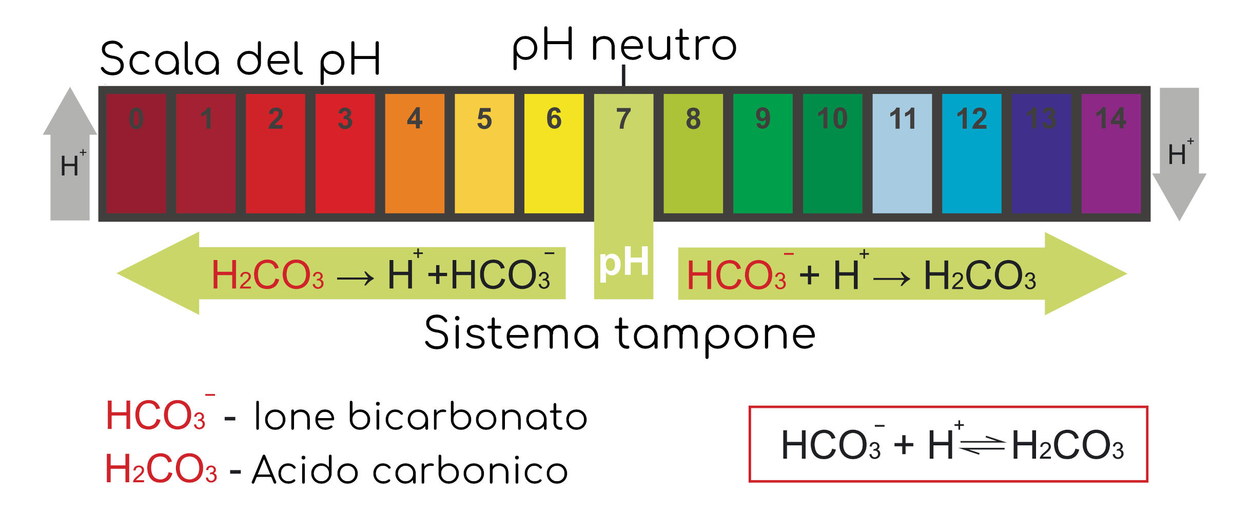 Sistema tampone dei bicarbonati