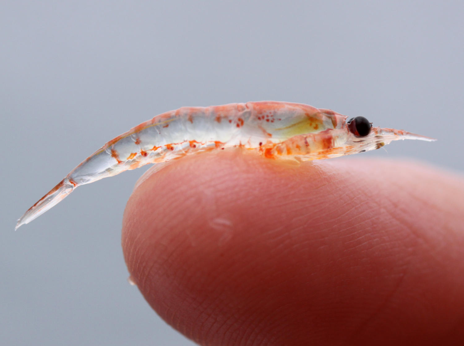 Krill su un dito