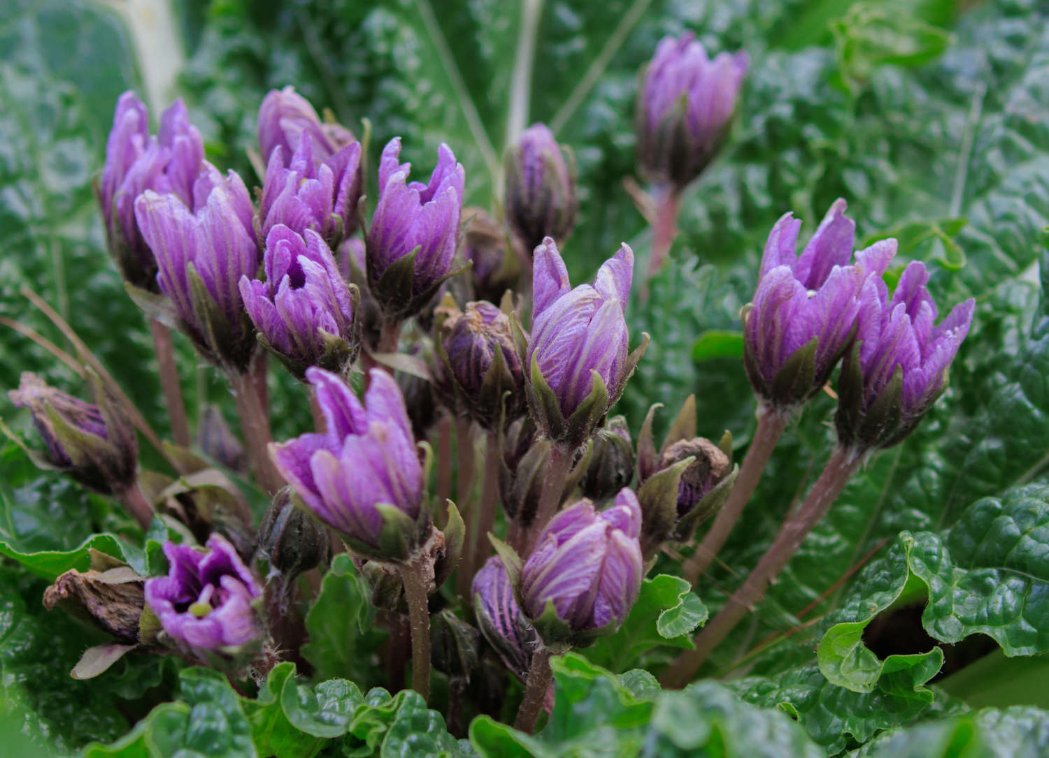Fiori di Mandragora autimnalis