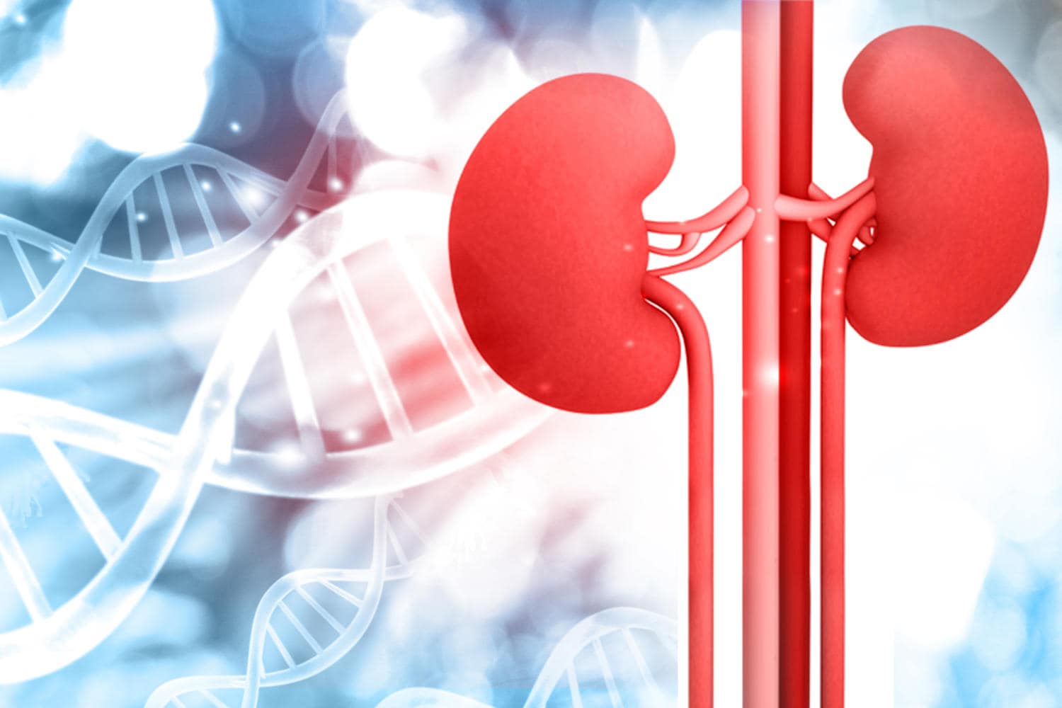 Disegno concettuale di reni e come sfondo la doppia elica del DNA