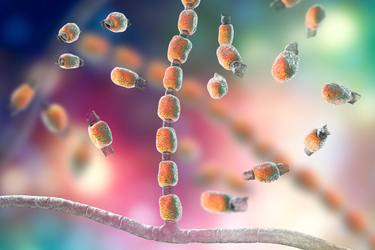 Coccidioidomicosi Ricostruzione grafica del fungo causa di Coccidioidomicosi