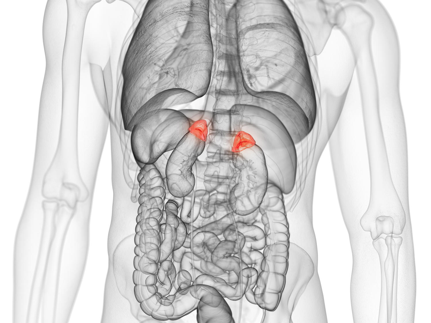 Ricostruzione grafica dell'anatomia addominale, con le ghiandole surrenali evidenziate in rosso