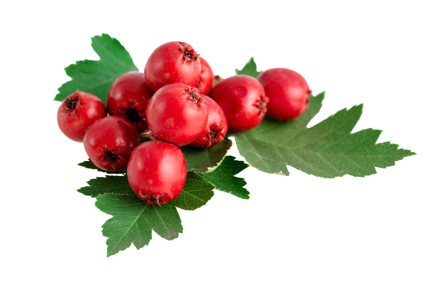 Bacche rosse di biancospino
