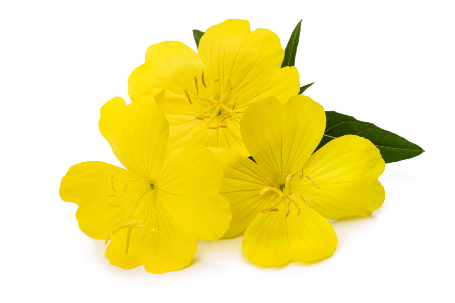 Fiore di enotera